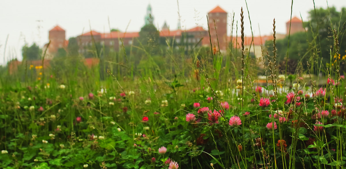 09 bogaty w kwiaty rzadko koszony trawnik pod Wawelem w Krakowie MaciejBonk